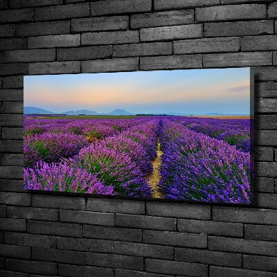 Canvas wall art Lavender field