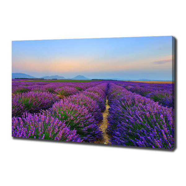 Canvas wall art Lavender field