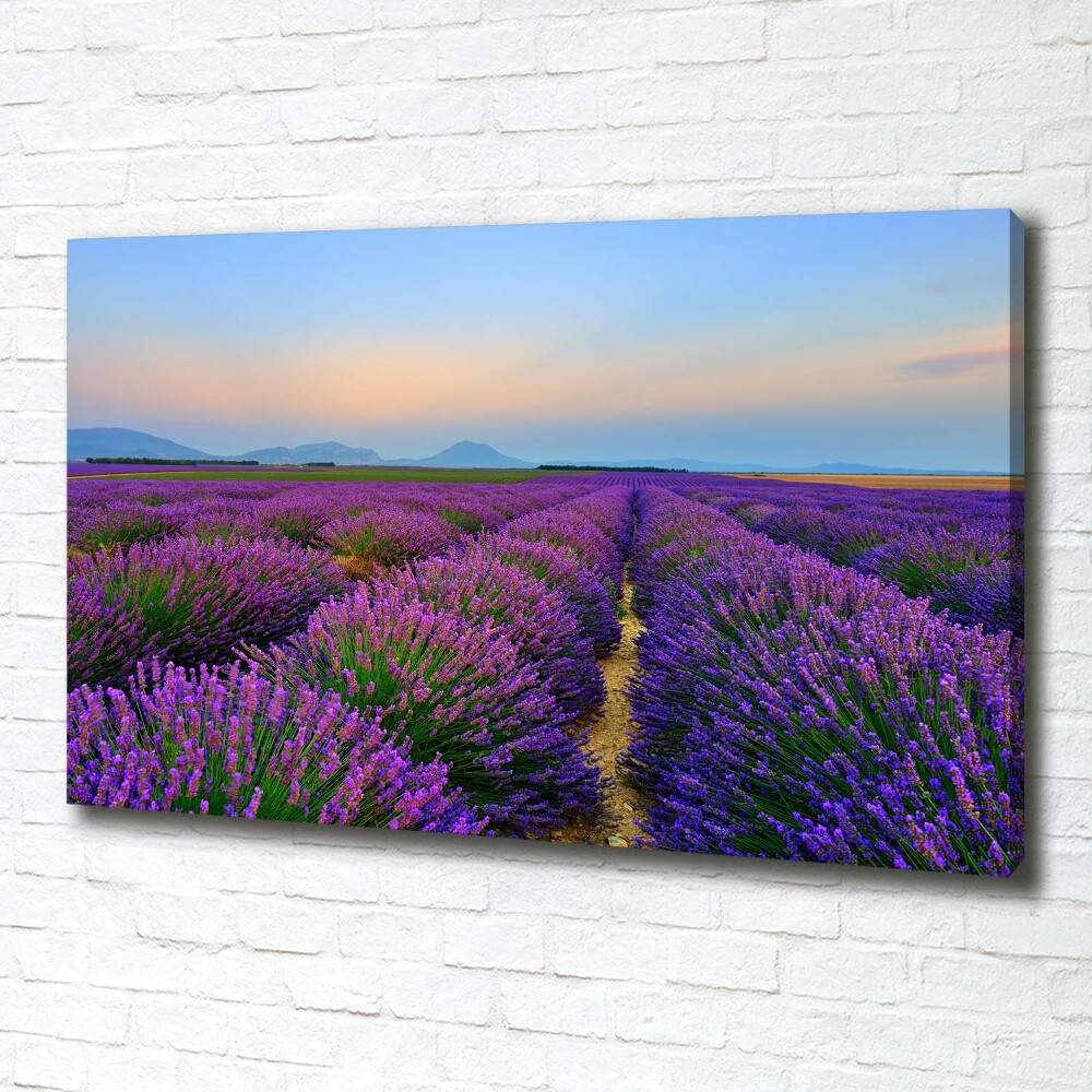 Canvas wall art Lavender field