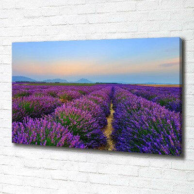 Canvas wall art Lavender field