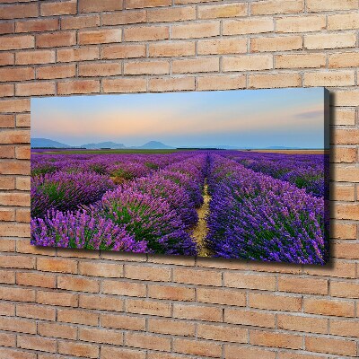 Canvas wall art Lavender field