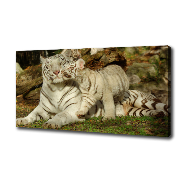 Canvas wall art Tigers