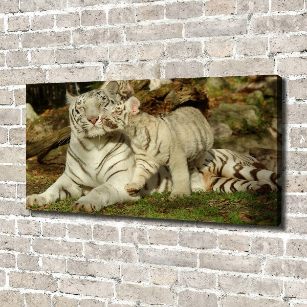 Canvas wall art Tigers