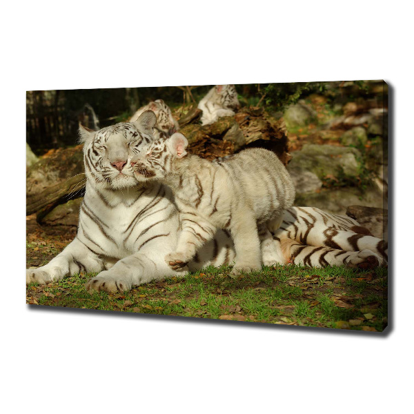 Canvas wall art Tigers