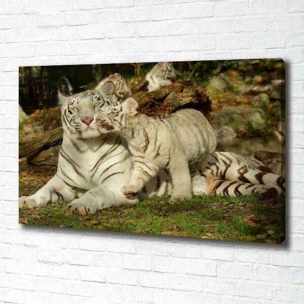 Canvas wall art Tigers