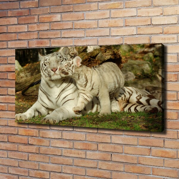 Canvas wall art Tigers