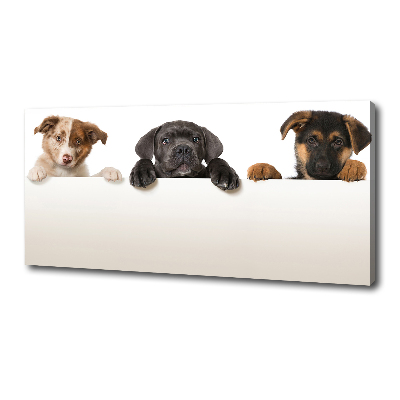 Canvas wall art Three puppies