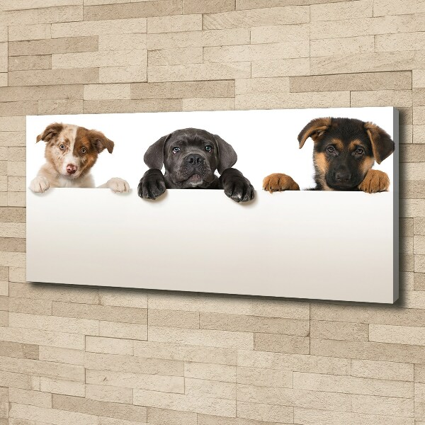 Canvas wall art Three puppies