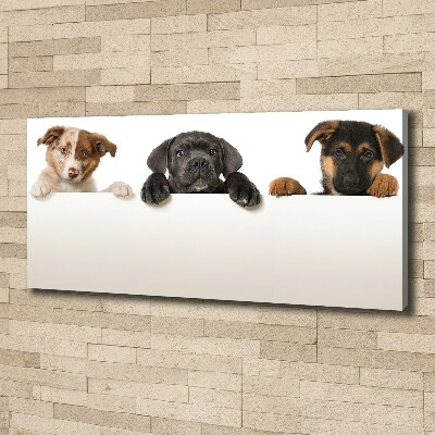 Canvas wall art Three puppies