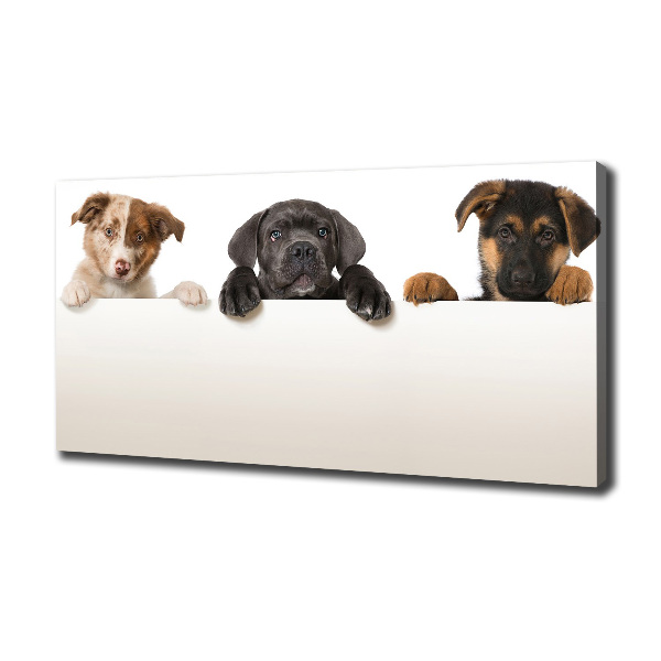 Canvas wall art Three puppies