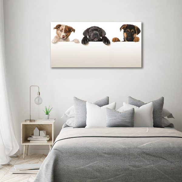 Canvas wall art Three puppies