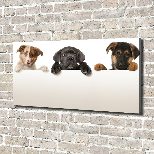 Canvas wall art Three puppies