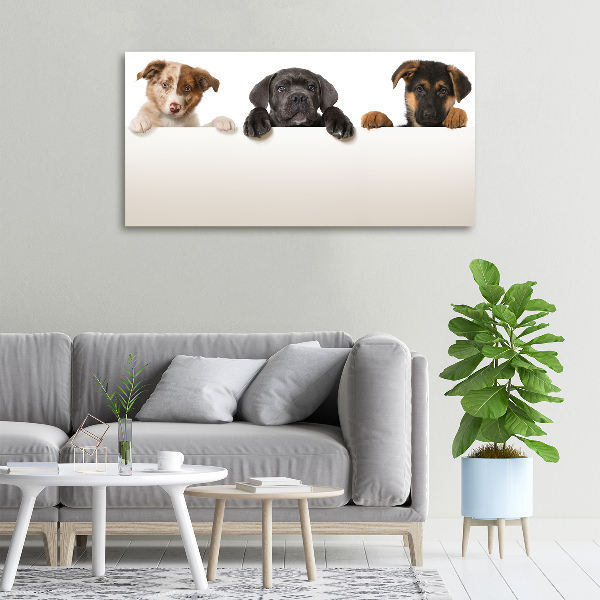 Canvas wall art Three puppies