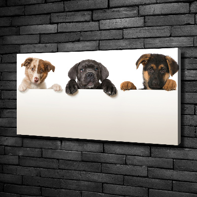 Canvas wall art Three puppies