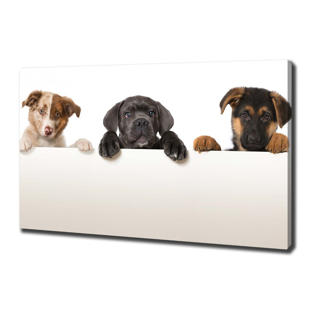 Canvas wall art Three puppies