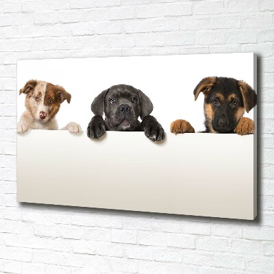 Canvas wall art Three puppies