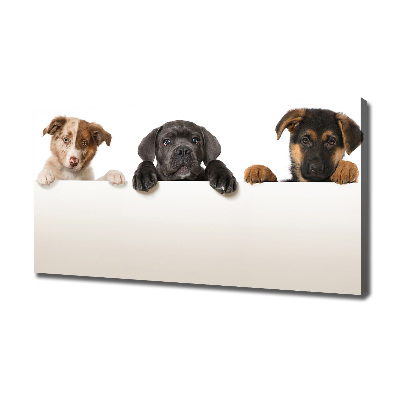 Canvas wall art Three puppies