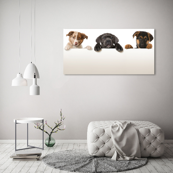 Canvas wall art Three puppies