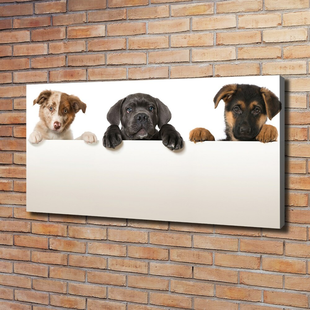 Canvas wall art Three puppies