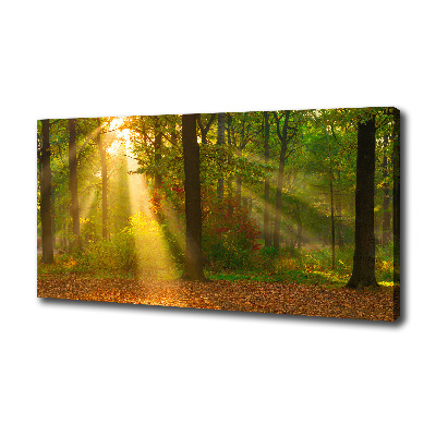 Canvas wall art Forest in the sun