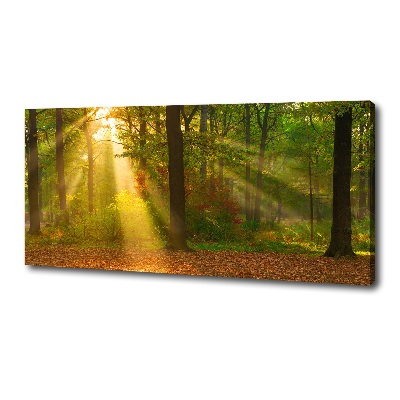 Canvas wall art Forest in the sun