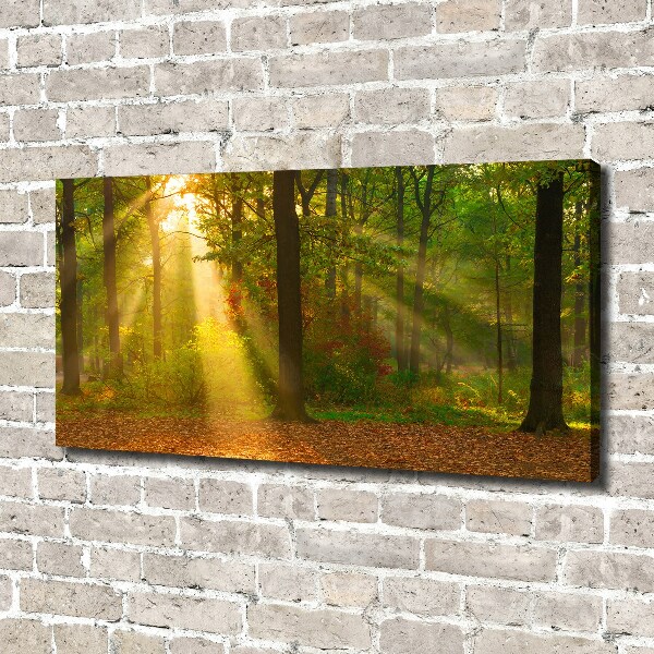 Canvas wall art Forest in the sun