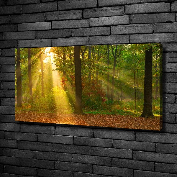 Canvas wall art Forest in the sun