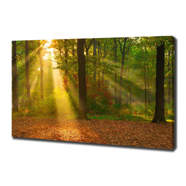 Canvas wall art Forest in the sun