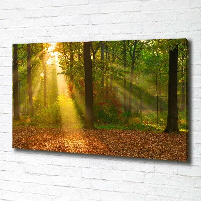 Canvas wall art Forest in the sun