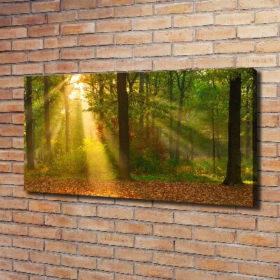 Canvas wall art Forest in the sun