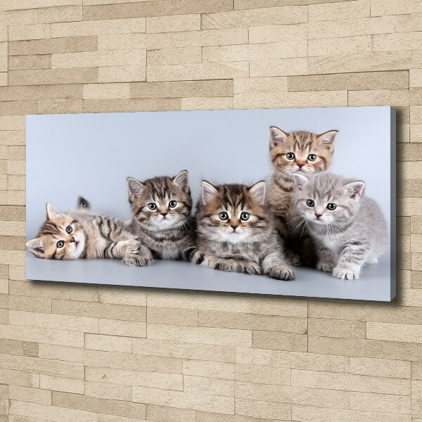 Canvas wall art Five cats