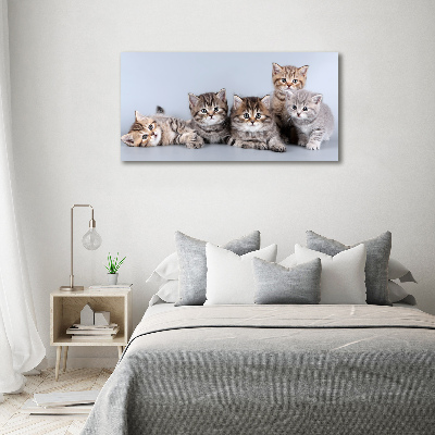 Canvas wall art Five cats