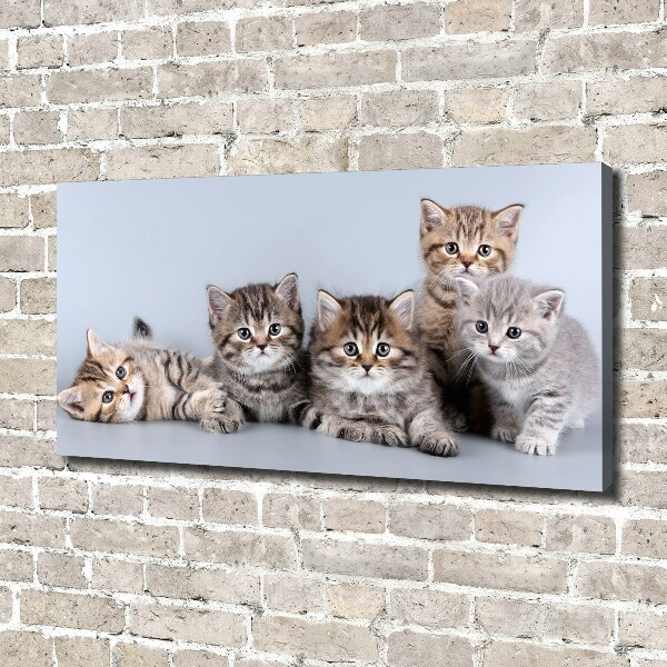 Canvas wall art Five cats