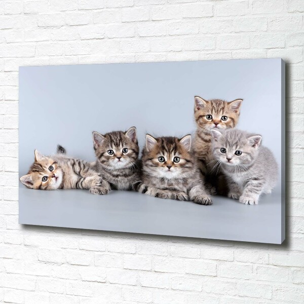 Canvas wall art Five cats