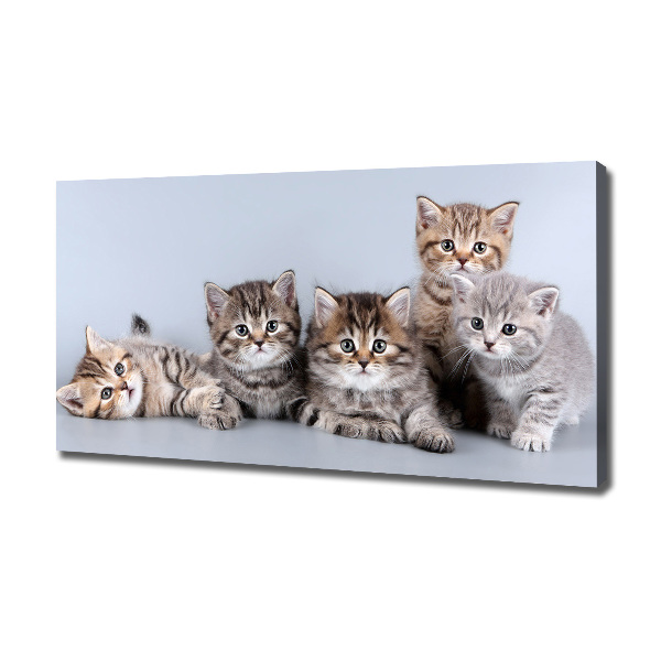 Canvas wall art Five cats