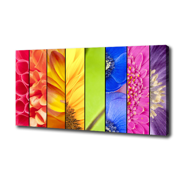 Colorful flowers