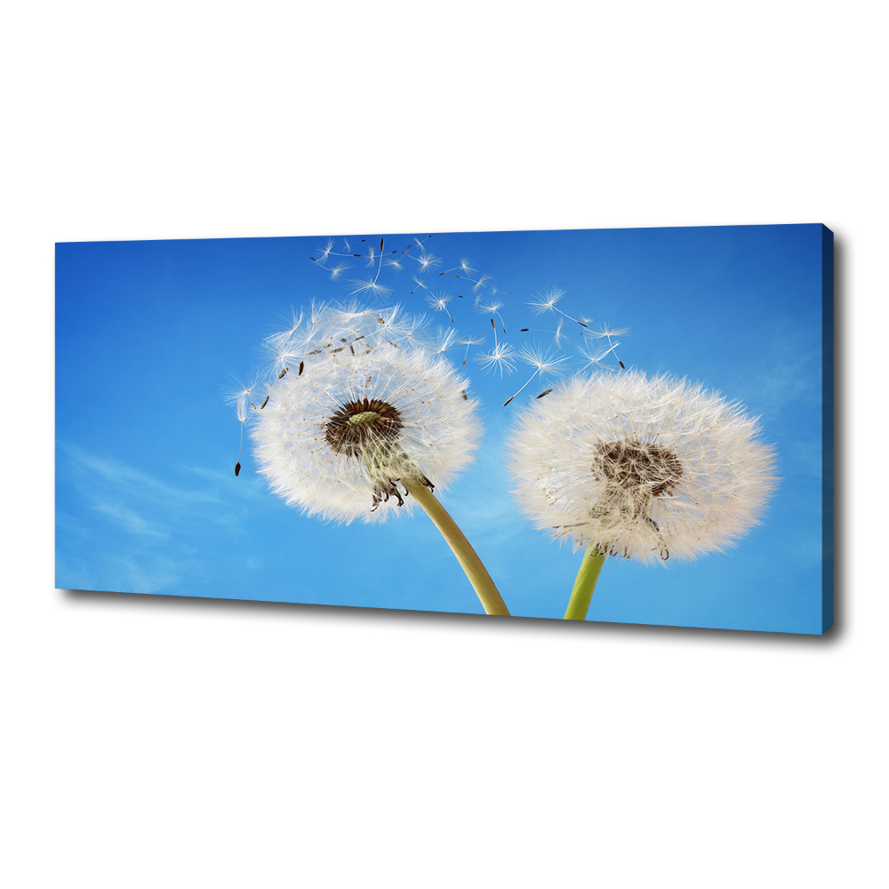 Canvas wall art dandelions