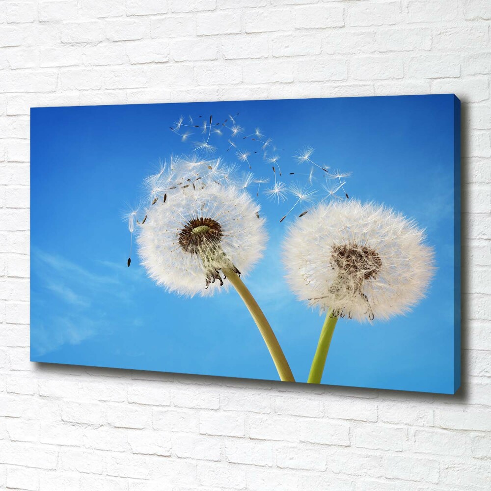 Canvas wall art dandelions