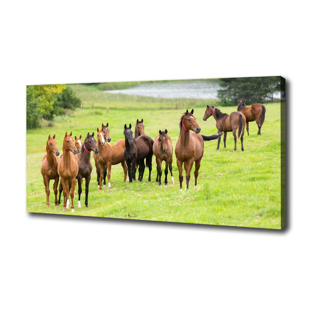 Canvas wall art A herd of horses in the meadow