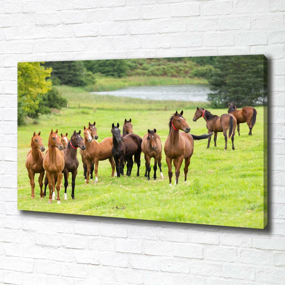 Canvas wall art A herd of horses in the meadow