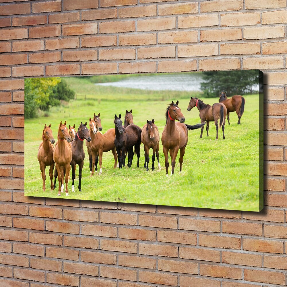 Canvas wall art A herd of horses in the meadow