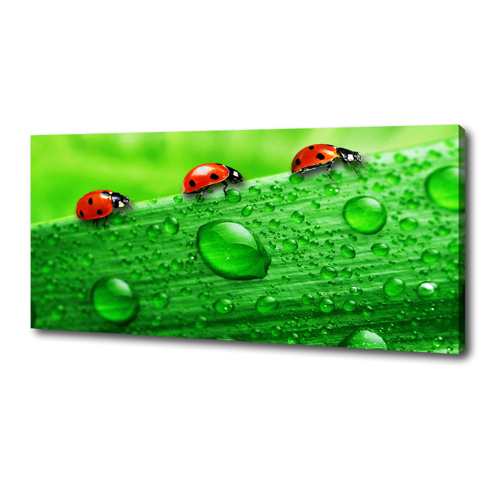 Canvas wall art Ladybugs on the grass