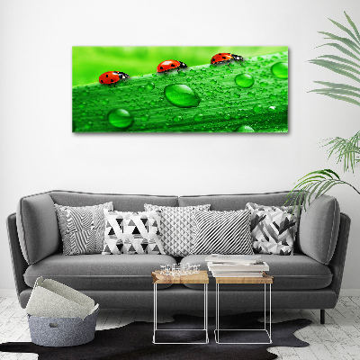 Canvas wall art Ladybugs on the grass