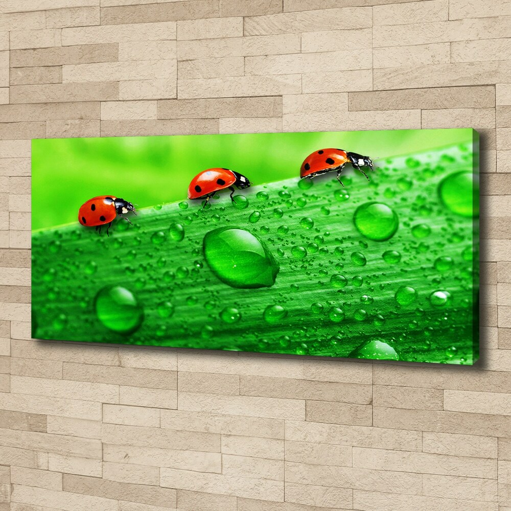 Canvas wall art Ladybugs on the grass