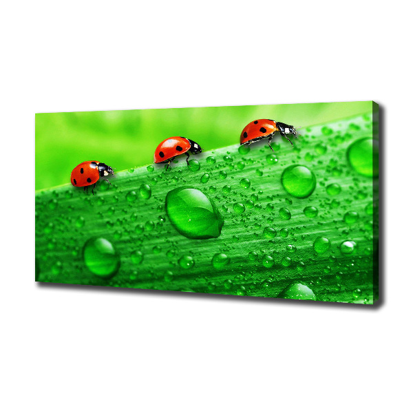 Canvas wall art Ladybugs on the grass