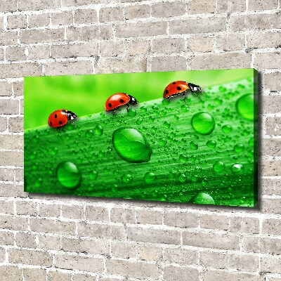 Canvas wall art Ladybugs on the grass