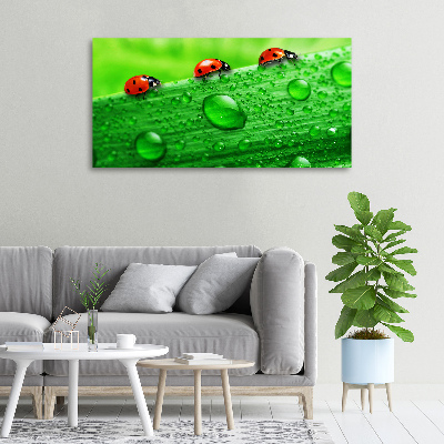 Canvas wall art Ladybugs on the grass