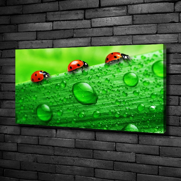 Canvas wall art Ladybugs on the grass