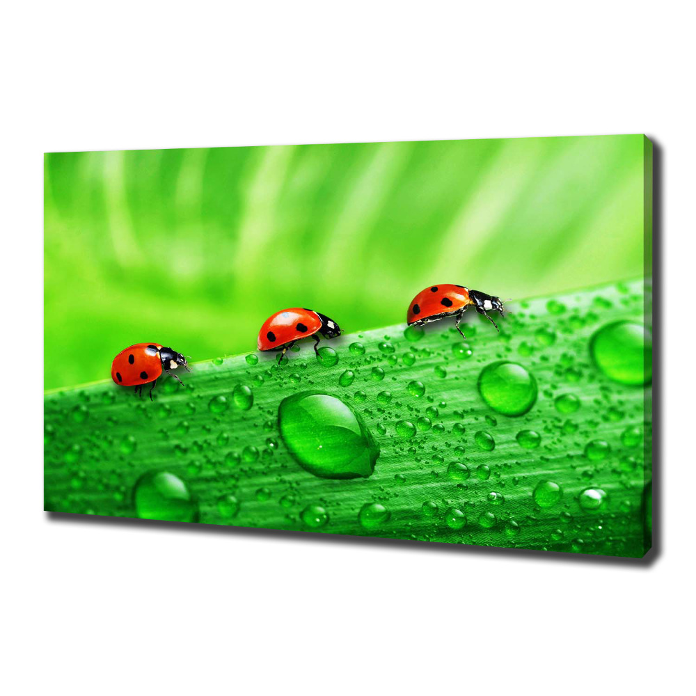 Canvas wall art Ladybugs on the grass