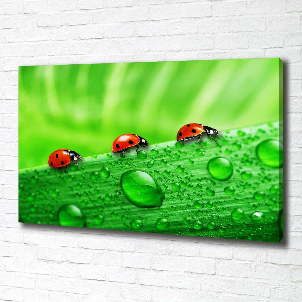 Canvas wall art Ladybugs on the grass